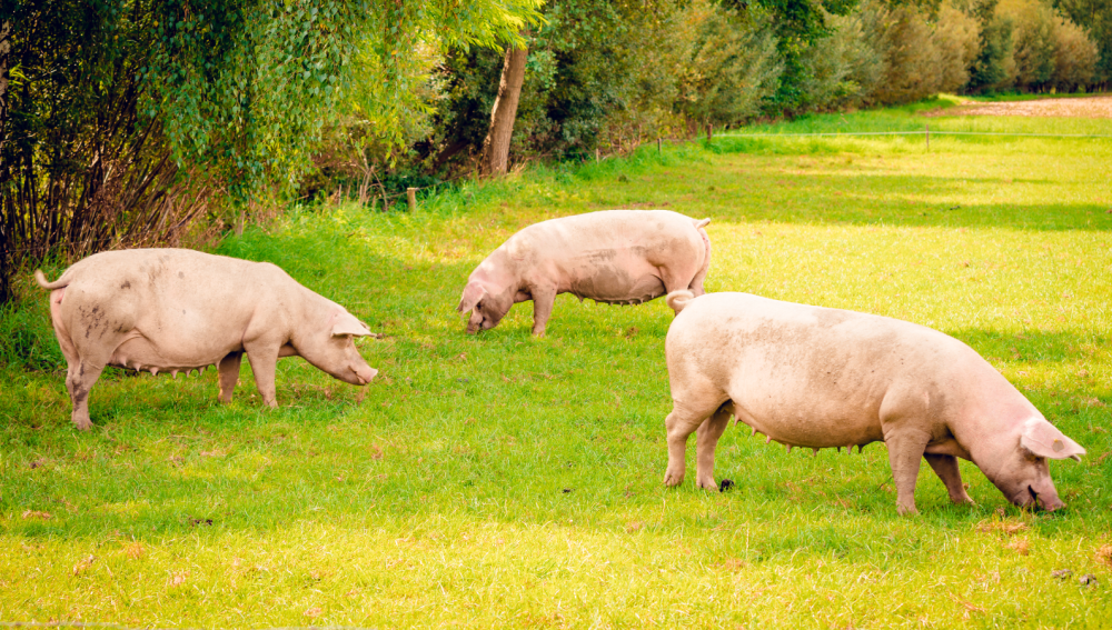 25-羟基维生素D₃——杏彩体育网
革新技术创造性突破