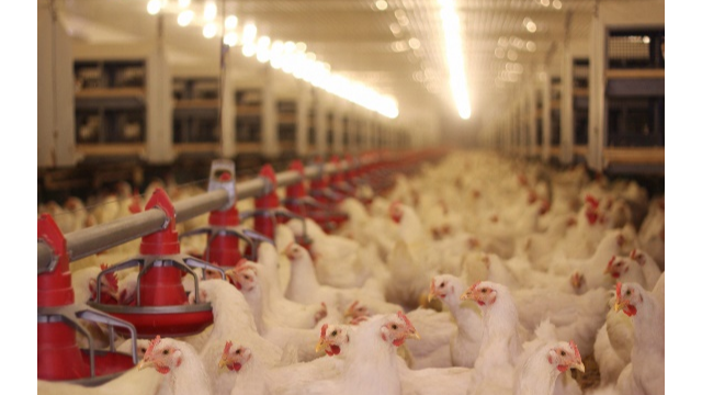 创新科技助推畜牧饲料业新发展，杏彩体育网
利用合成生物技术赋能饲料添加剂25-羟基VD₃的生产